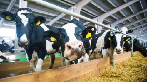 AustAsia goes it alone as an indepdent dairy