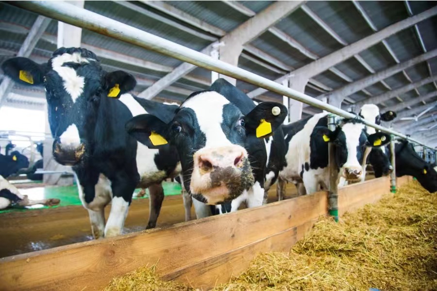 AustAsia goes it alone as an indepdent dairy