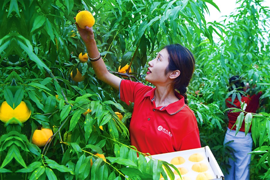 Hongjiu Fruit issues more shares