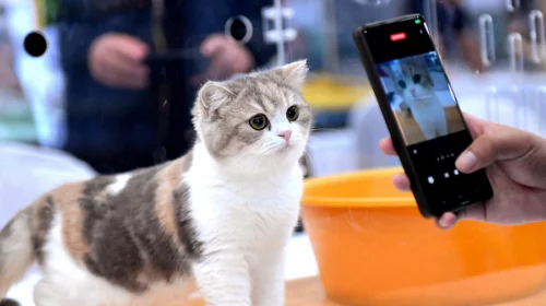 Pets Market