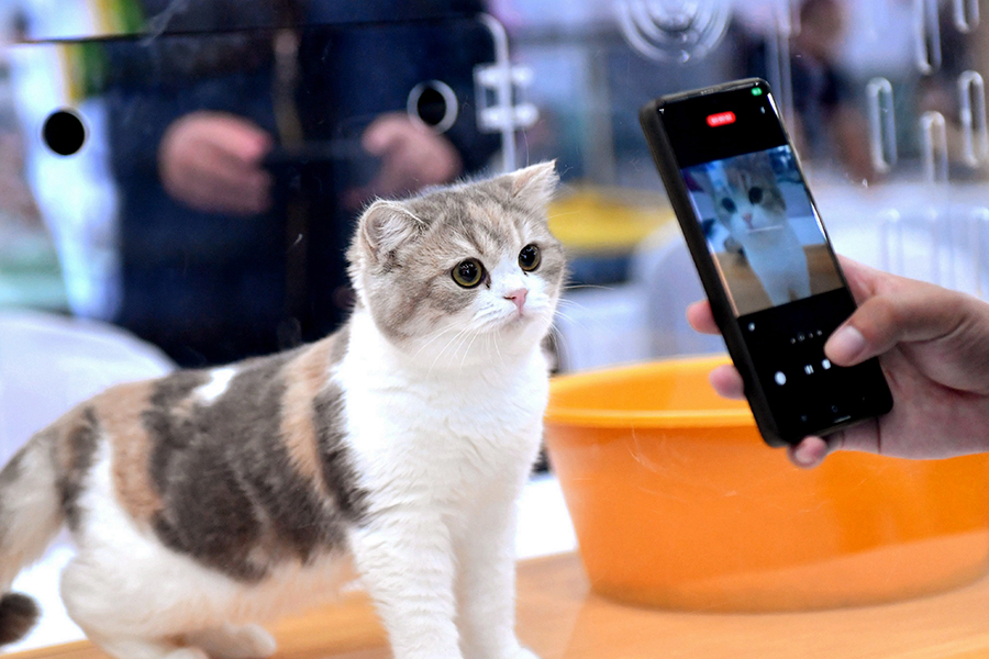 Pets Market